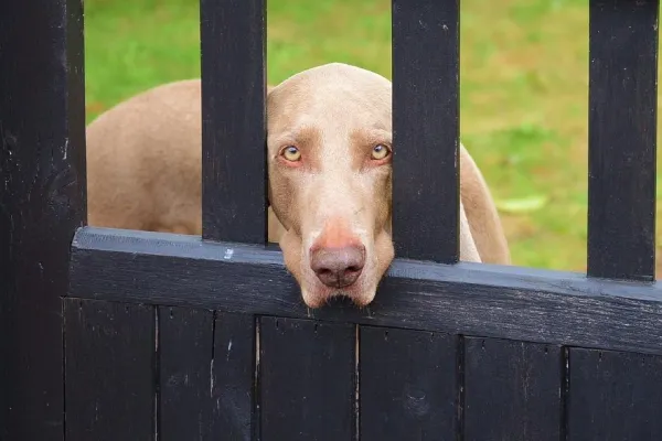 Master the Stay Command: Proven Steps to Keep Your Dog Calm on Cue