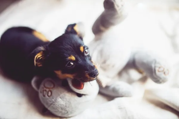 Effective Indoor Housebreaking: A Guide to Paper Training for Puppies