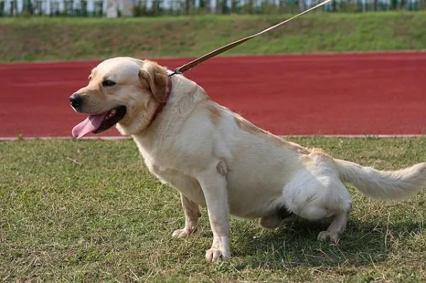 Master Side‑Walking: Train Your Dog to Walk Beside You
