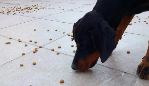 Boost Your Dog’s Well-Being with Search-Based Activities