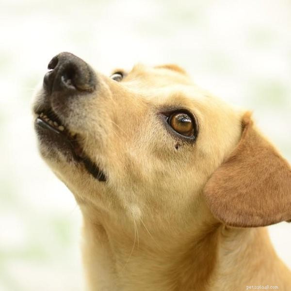 Boost Your Dog’s Well-Being with Search-Based Activities