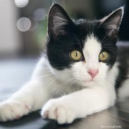 Why Do Cats Splash Water from Their Bowls? Common Causes and How to Fix It