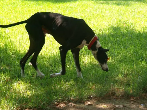 Boost Your Dog’s Well-Being with Search-Based Activities