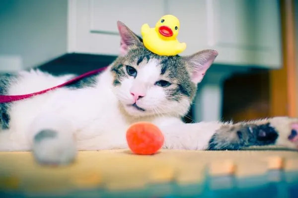 Why Do Cats Splash Water from Their Bowls? Common Causes and How to Fix It