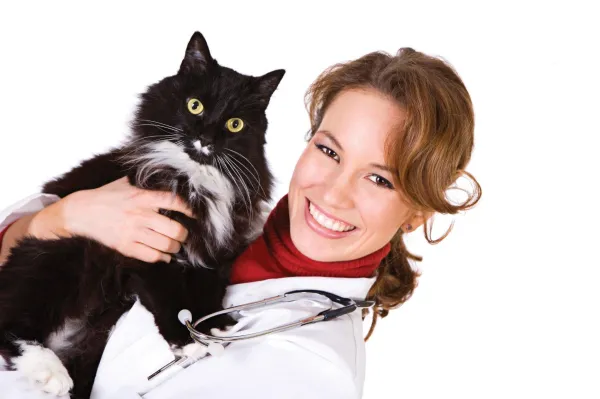 Why Do Cats Splash Water from Their Bowls? Common Causes and How to Fix It