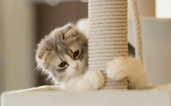 Understanding Why Cats Scratch Furniture – Causes and Solutions