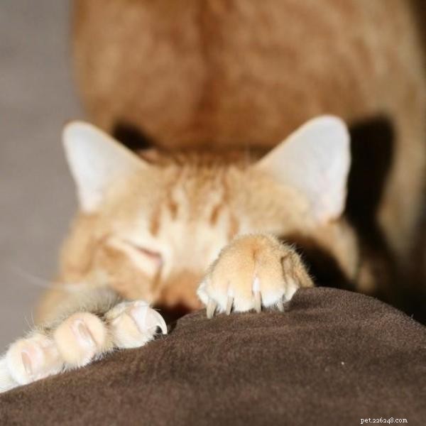 Understanding Why Cats Scratch Furniture – Causes and Solutions