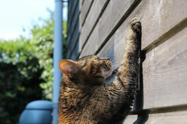 Understanding Why Cats Scratch Furniture – Causes and Solutions