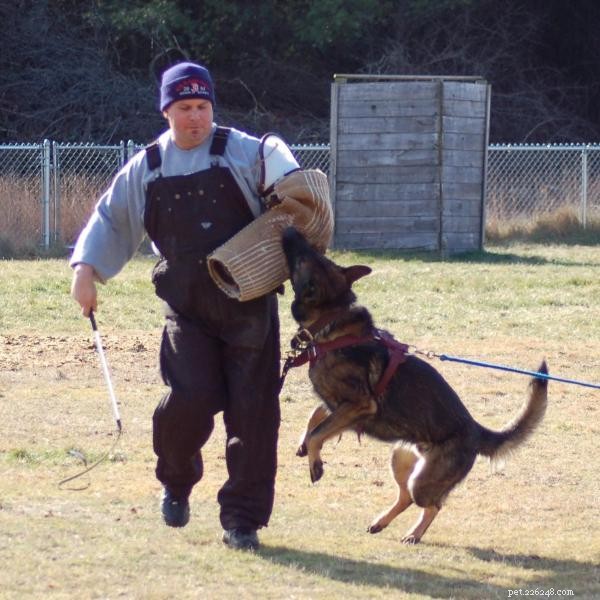 Schutzhund Dog Training: Mastering Protection Dog Skills