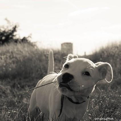 How to Stop Your Puppy from Biting: Proven Tips & Techniques