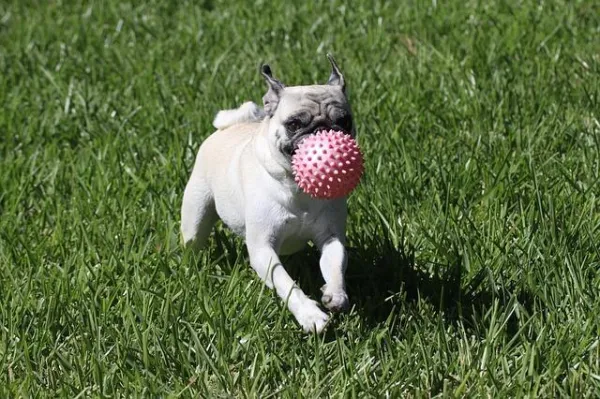 How to Stop Your Puppy from Biting: Proven Tips & Techniques