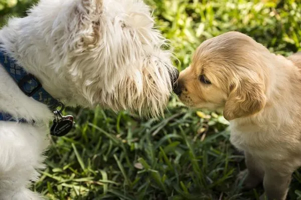 How to Stop Your Puppy from Biting: Proven Tips & Techniques