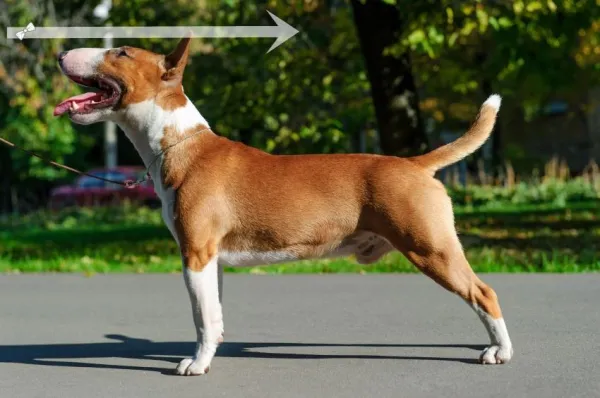Master the Sit Command: A Proven Step‑by‑Step Guide for Your Dog