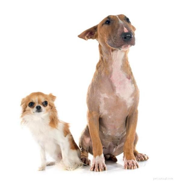 Master the Sit Command: A Proven Step‑by‑Step Guide for Your Dog