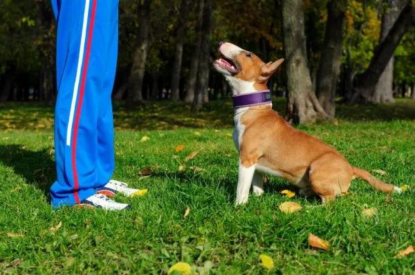 Master the Sit Command: A Proven Step‑by‑Step Guide for Your Dog