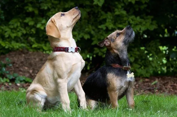 Master the Sit Command: A Proven Step‑by‑Step Guide for Your Dog