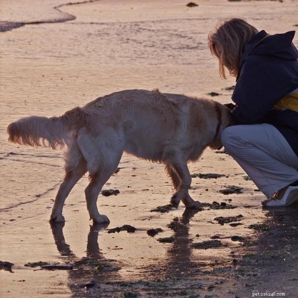 Build an Unbreakable Bond: Proven Ways to Earn Your Dog’s Love
