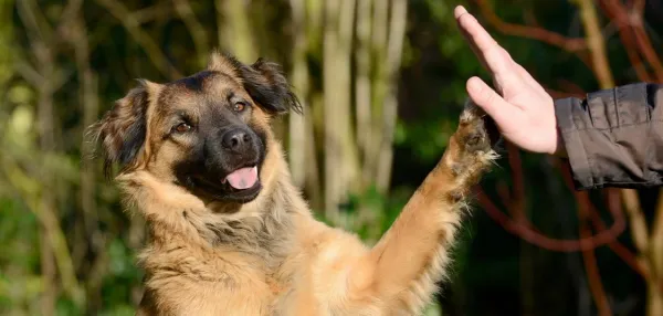 Build an Unbreakable Bond: Proven Ways to Earn Your Dog’s Love