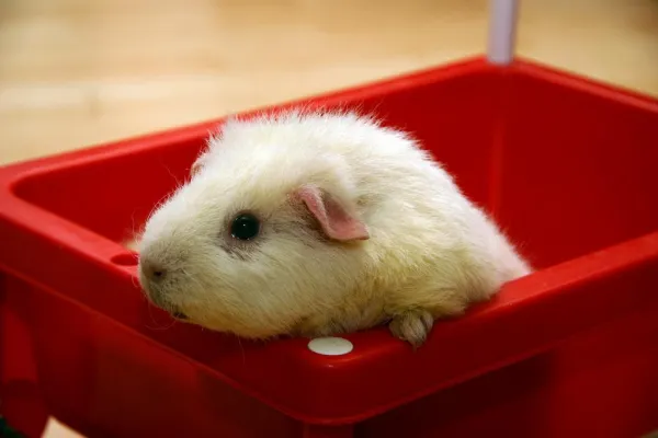 How to Comfort a Depressed Guinea Pig: A Practical Guide