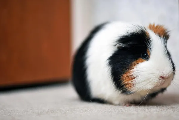 How to Comfort a Depressed Guinea Pig: A Practical Guide