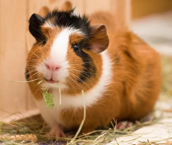 How to Comfort a Depressed Guinea Pig: A Practical Guide