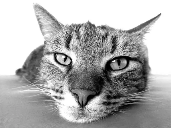 Essential Tips for Stress‑Free Car Travel with Your Cat