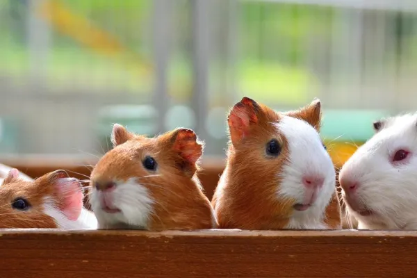 How to Comfort a Depressed Guinea Pig: A Practical Guide