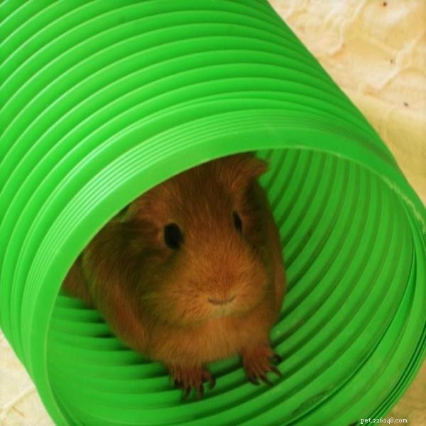 How to Comfort a Depressed Guinea Pig: A Practical Guide