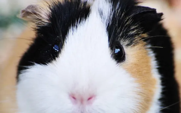 How to Comfort a Depressed Guinea Pig: A Practical Guide