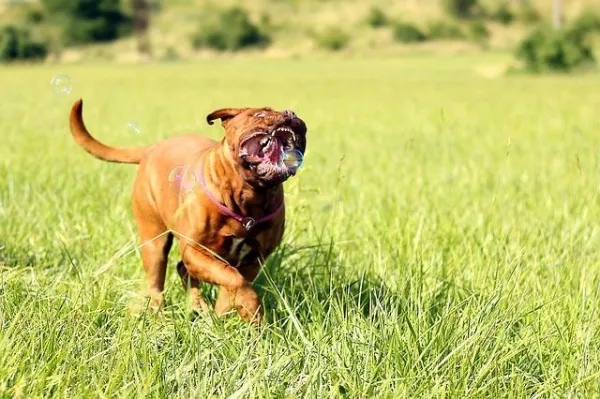 Expert Canine Ethology: Diagnose & Treat Fear, Aggression, and Anxiety in Dogs