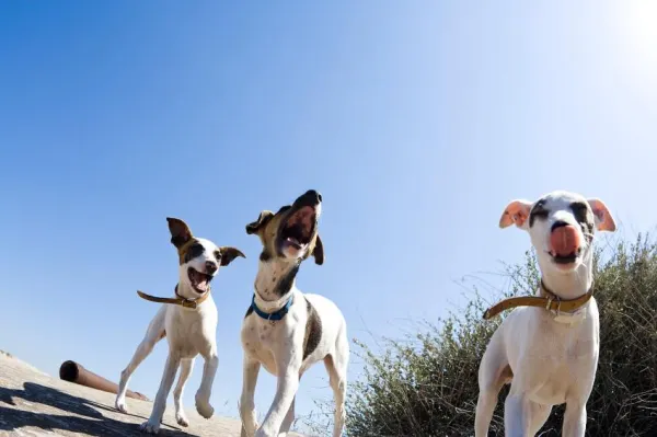 Effective Strategies to Quiet Your Dog’s Persistent Barking