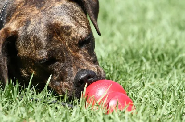 How Kongs Work for Dogs: Benefits, Uses, and Tips