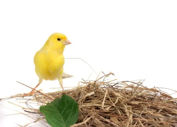 Teach Your Canary to Sing: Expert Tips for Beautiful Birdsongs