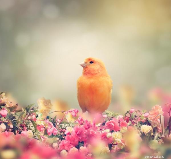 Teach Your Canary to Sing: Expert Tips for Beautiful Birdsongs