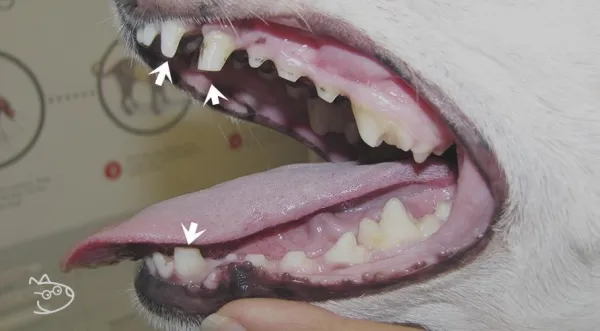 Tennis Balls and Your Dog: Potential Dental Risks and Safer Alternatives