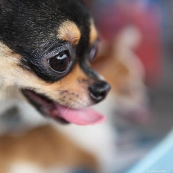 Boost Your Dog’s Brainpower: Engaging Home Intelligence Games