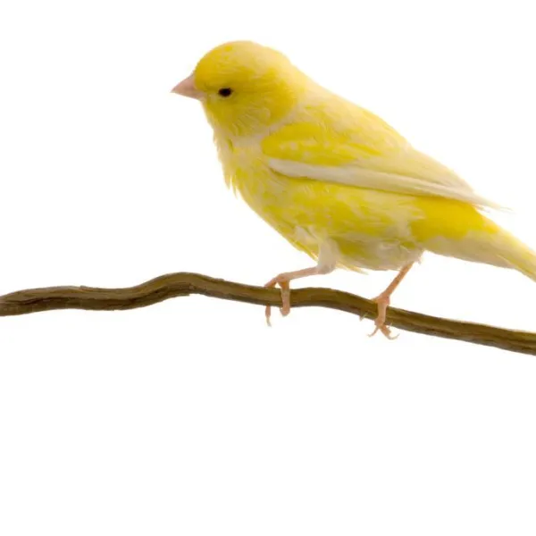 Teach Your Canary to Sing: Expert Tips for Beautiful Birdsongs
