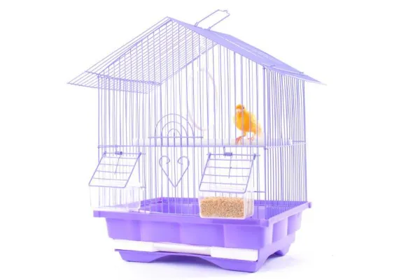 Teach Your Canary to Sing: Expert Tips for Beautiful Birdsongs