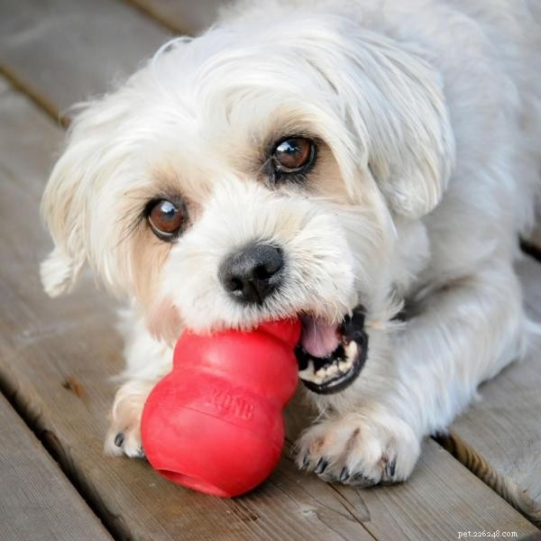 How a Kong Can Help Relieve Your Dog’s Separation Anxiety