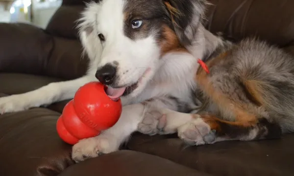 How a Kong Can Help Relieve Your Dog’s Separation Anxiety