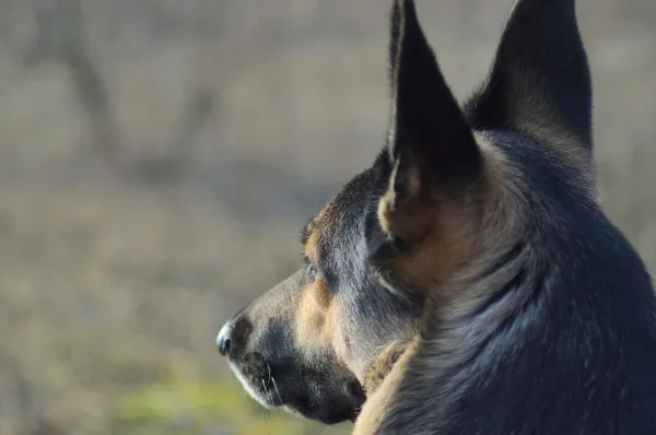 Avoid These 5 Common Scolding Mistakes to Strengthen Your Dog’s Training