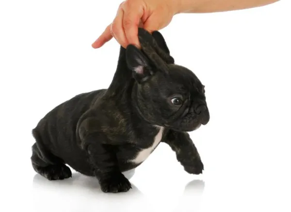 Avoid These 5 Common Scolding Mistakes to Strengthen Your Dog’s Training
