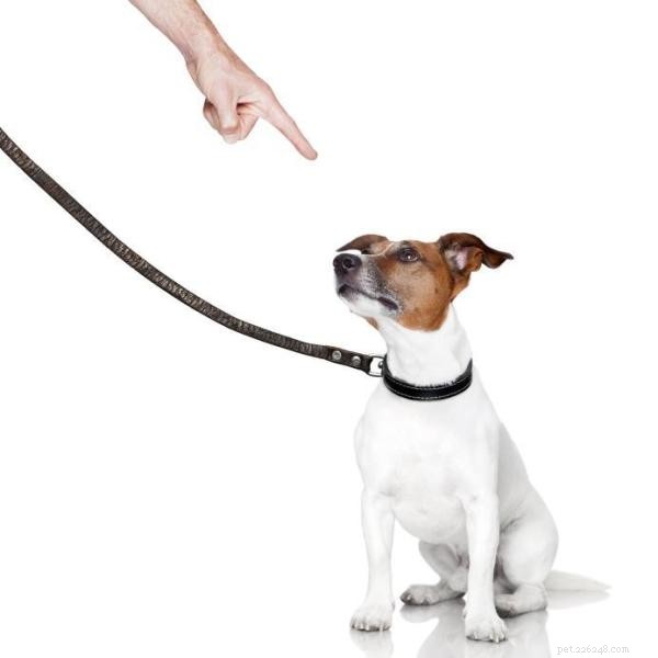 Avoid These 5 Common Scolding Mistakes to Strengthen Your Dog’s Training