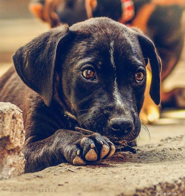 Train Your Dog to Pee in One Spot: Proven, Easy Steps