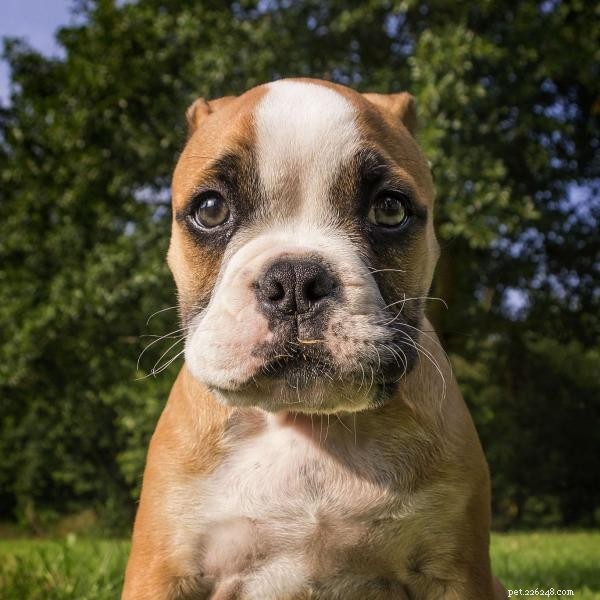Why Does My Adult Dog Bite My Puppy? Understanding & Solving the Conflict