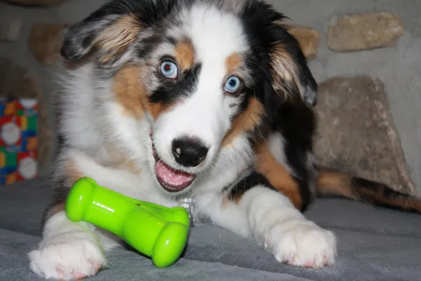 Why Does My Adult Dog Bite My Puppy? Understanding & Solving the Conflict