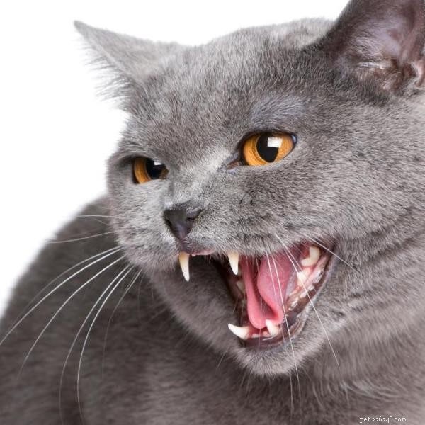 How to Tame a Feral Cat: A Step‑by‑Step Guide