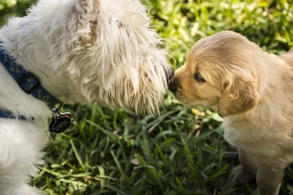 Why Does My Adult Dog Bite My Puppy? Understanding & Solving the Conflict