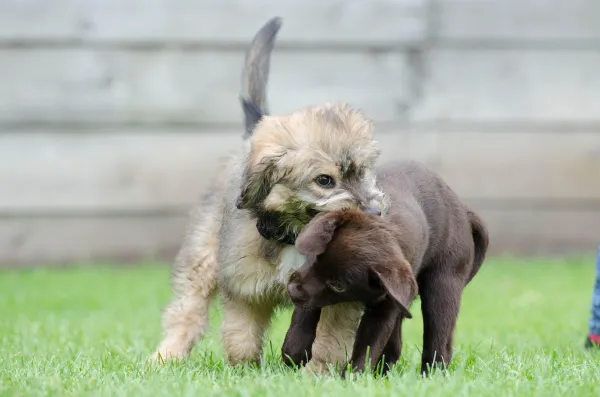 Why Does My Adult Dog Bite My Puppy? Understanding & Solving the Conflict