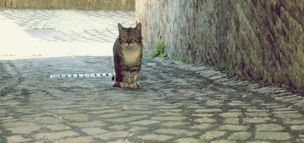 How to Tame a Feral Cat: A Step‑by‑Step Guide
